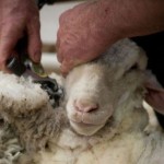 Организация стрижки овец